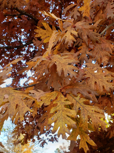 White oak tree with orange leaves in the fall.