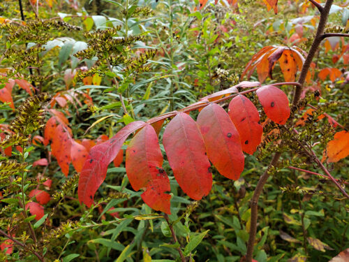 Winged sumac tree with red leaves in the fall.