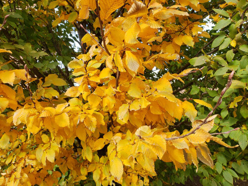 Birch tree with yellow leaves in the fall.