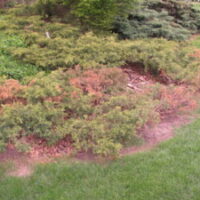 Image of Phomopsis tip blight affecting multiple juniper branches