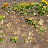 Pansies, block root rot.
