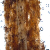 Image of black root under a microscope showing chlamydospores