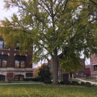 Ginkgo Tree with its leaves looking like it will fall.