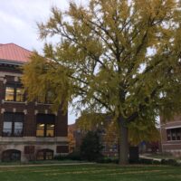 Ginkgo tree without its leaves fallen.