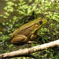 Green frog by pond.