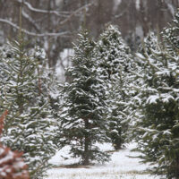 Christmas tree farm with snow on evergreens.