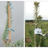 Establish evergreen new leader.