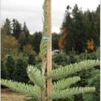 Staking new evergreen leader.