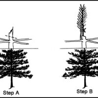 Training evergreen broken tip.
