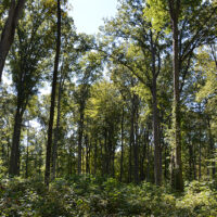 Young forest growth, Young Forest video series, U.S. Forest Service.