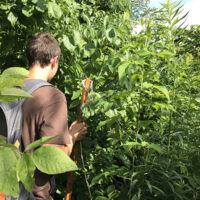 Student walking through new young forest, Young Forest video series, U.S. Forest Service.