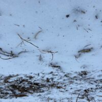 Picture of ground where drone placed native grass and forb seed.