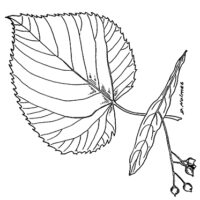 Basswood line drawing.
