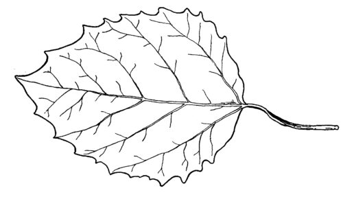 Large Tooth Aspen line drawing