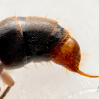 Asian ant stinger, now seen in Indiana.