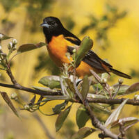 Bird on tree limb with blooms. Publication Breeding Birds HEE, FNR-501-W.