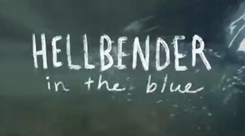 Hellbender in the blue 
