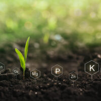 Grass and soil, showing seedling coming up in soil.