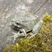Gray treefrog.