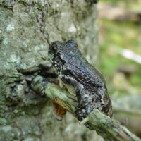 Gray treefrog.