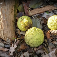Osage-orange tree in woods. For more information contact Lenny Farlee at lfarlee@purdue.edu or 765.494.2153