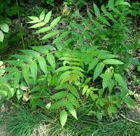 Tree-of-heaven, invasive plant.