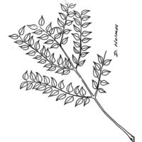 Kentucky coffeetree drawing of leaves.