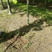 Tree that is compacted by the soil