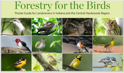 banner of birds