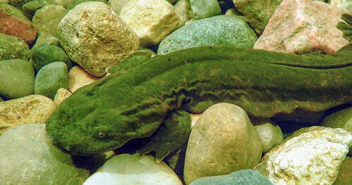 Adult Hellbender