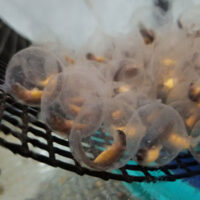 Hellbender Eggs