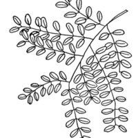 Drawing of honey locust leaf