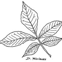 Drawing of Pignut hickory leaf