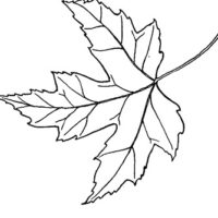 Drawing of silver maple