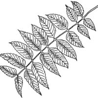Drawing of black walnut