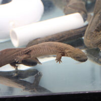 hellbender conservation image