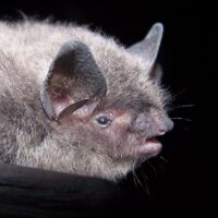Image of Indiana Bat