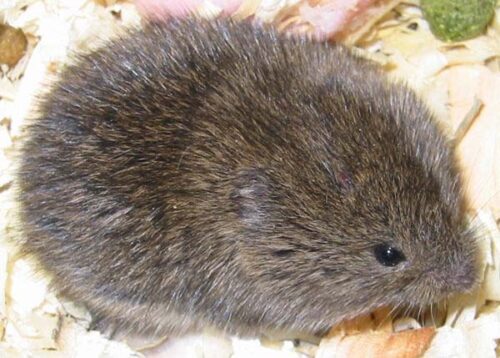 Vole on wood chips.