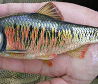 image of Striped Shiner