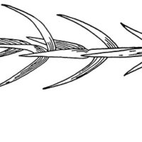 Drawing of Eastern Red Cedar