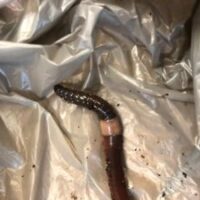 Image of Asian jumping worms