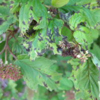 Image of bacterial leaf spots are often angular with chlorotic halos