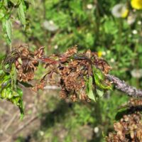 Image of infected flowers result in blossom blast.