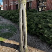 Image of a damaged base of the tree up the trunk.