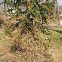 Image of spruce tree.