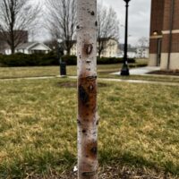Image of sunken wound from scalding damage.