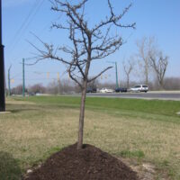 Image of Volcano mulching around the base of the tree