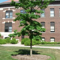 Image of correct application of mulch
