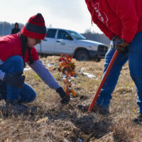 Image of planting tree