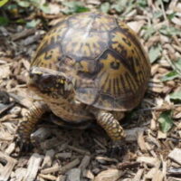 Image of Eastern Box Turtle